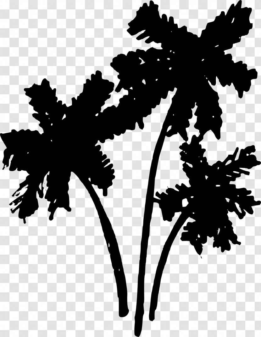 Tree Arecaceae Drawing Clip Art - Woody Plant - Palm Trees Transparent PNG