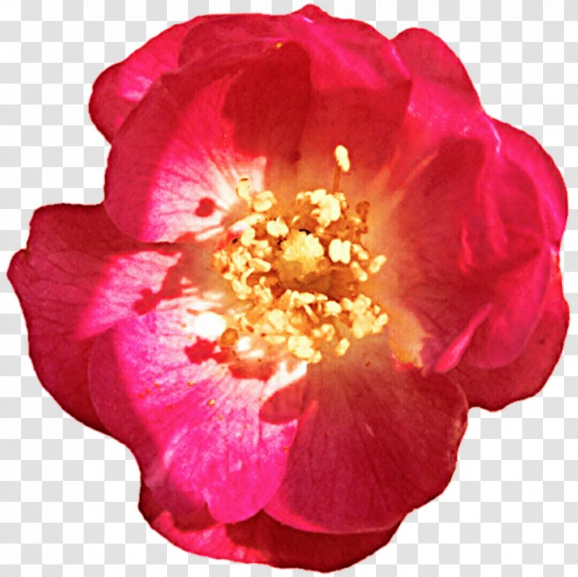 Floribunda Rosa Gallica Centifolia Roses Garden Camellia - China Rose - Flowering Plant Transparent PNG