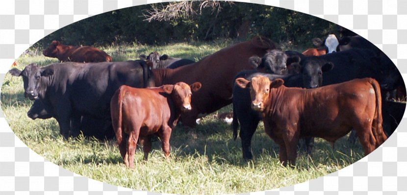 Angus Cattle Jersey Red Hereford Aberdeen - Brangus - Grazing Cows Transparent PNG