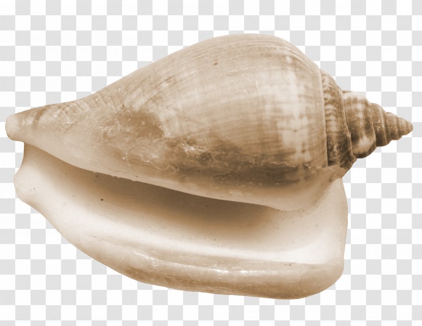 Seashell Conch Sea Snail - Molluscs - Golden Transparent PNG