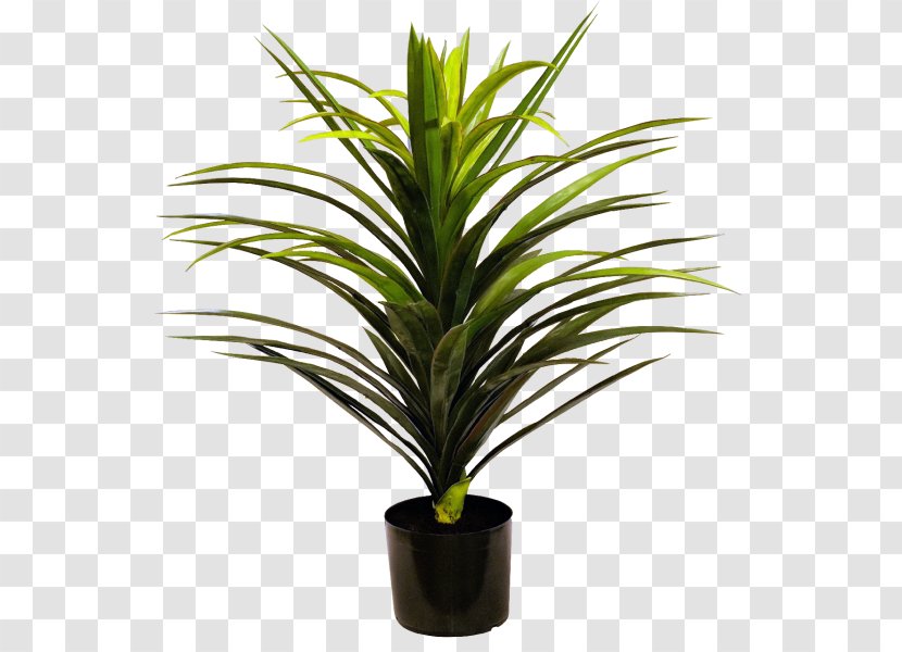 Dragon Tree Fiddle-leaf Fig Arecaceae Plant - Flowerpot - Yucca Transparent PNG