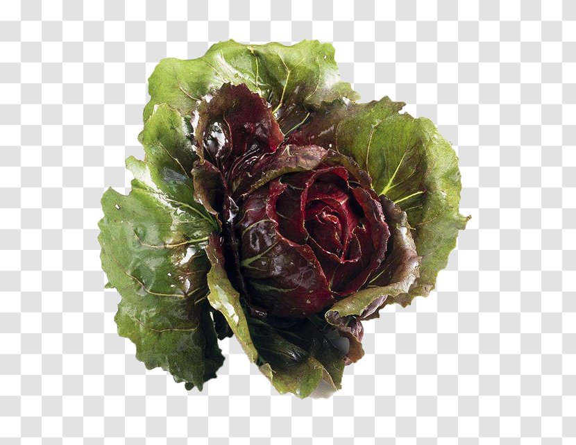 Chicory Vegetable Lettuce Euclidean Vector - Gratis - Wild Vegetables Transparent PNG