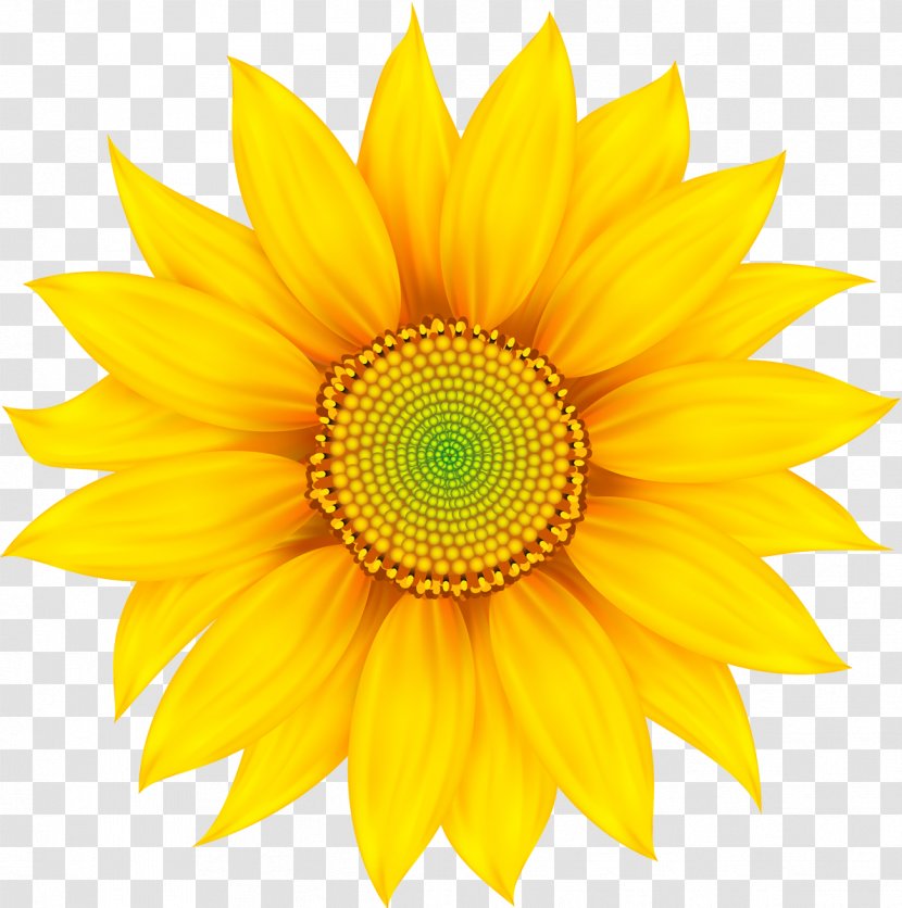 Desktop Wallpaper - Sunflower Transparent PNG