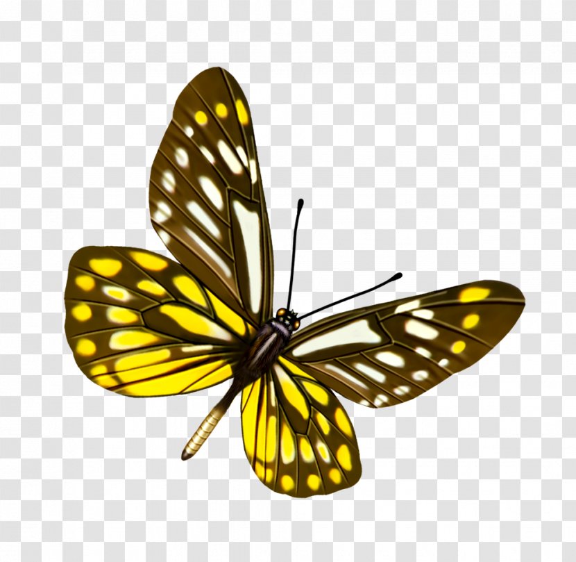Butterfly Clip Art - Pollinator Transparent PNG