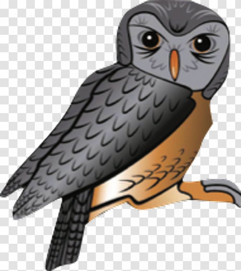 Owl Hawk Falcon Beak - Bird Of Prey Transparent PNG