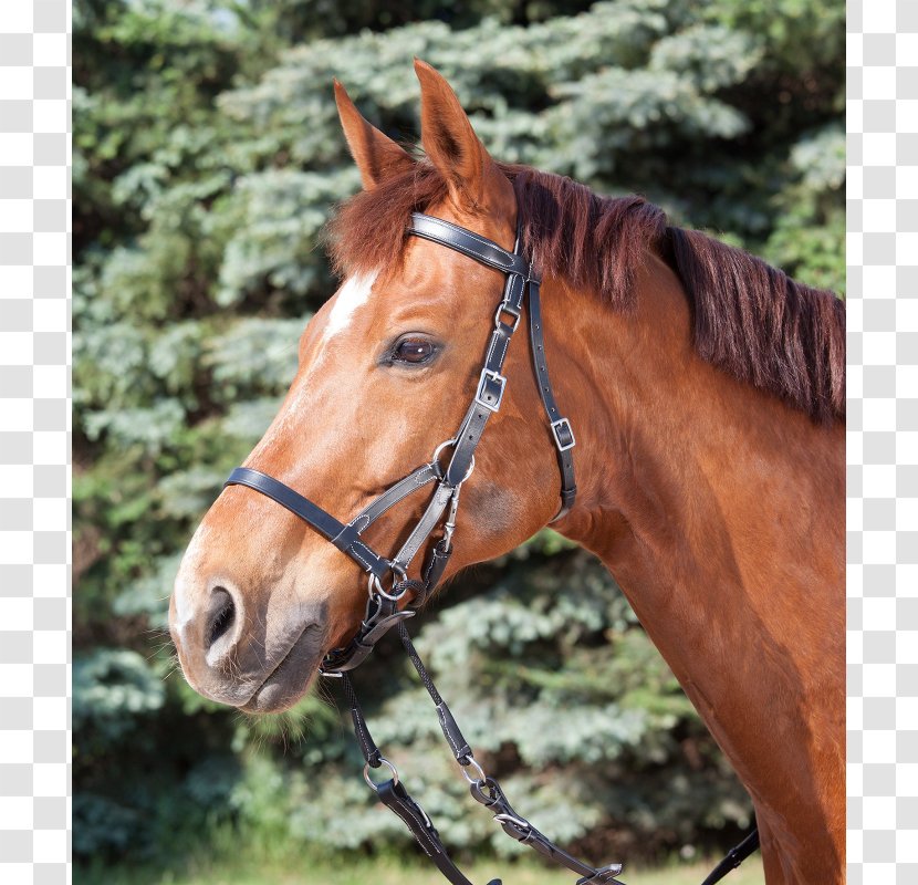 Cob Bitless Bridle Equestrian - Sorrel - Double Transparent PNG