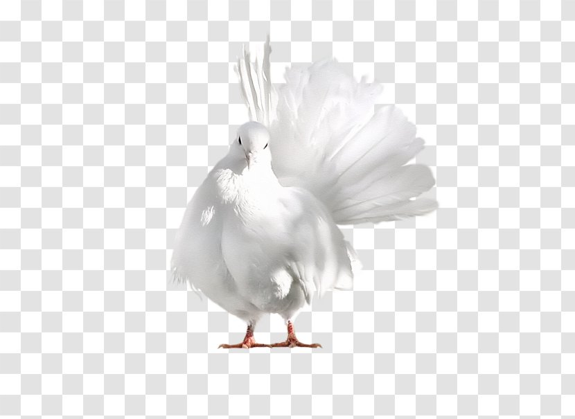 Columbidae Bird Racing Homer Release Dove - Beak Transparent PNG
