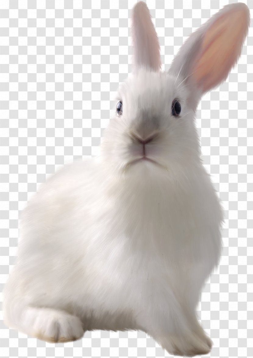 Easter Bunny White Rabbit European Domestic - Stock Photography - Cute Transparent PNG