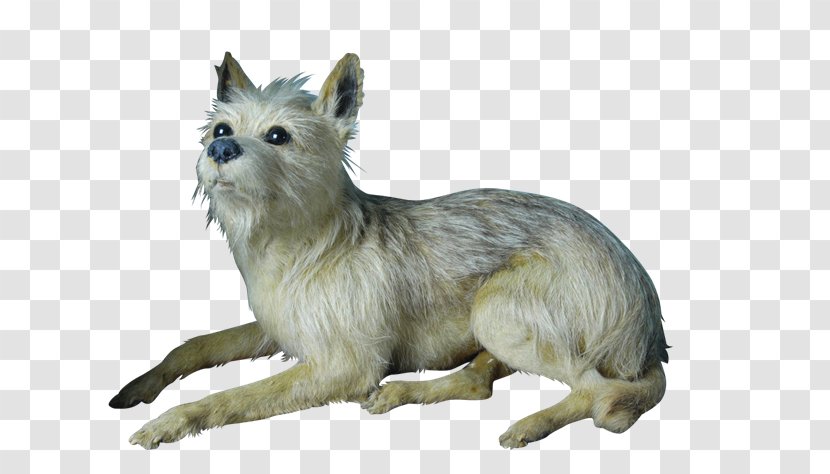 Cairn Terrier Rare Breed (dog) Dog Razas Nativas Vulnerables Transparent PNG