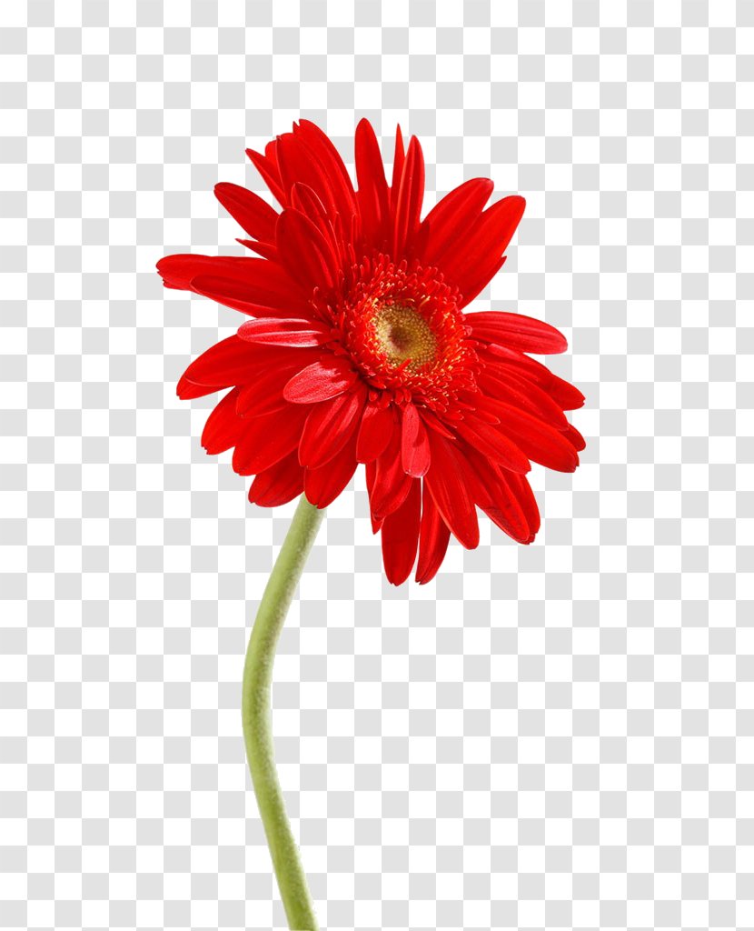 Transvaal Daisy Chrysanthemum Photography - Gerbera - Red Transparent PNG