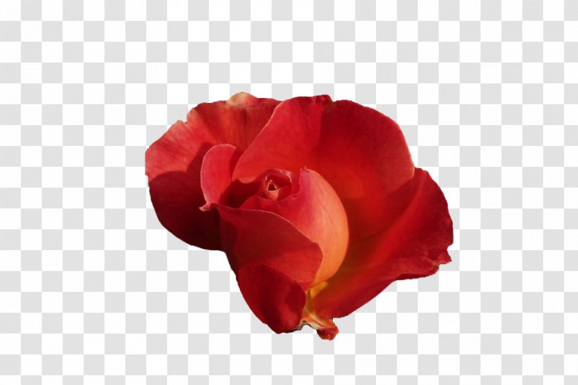 Moth Orchids Cut Flowers RED.M - Plant - Cocoa Transparent PNG