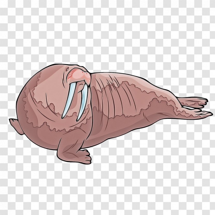 Walrus Cartoon Nose Pink Manatee - Drawing Transparent PNG
