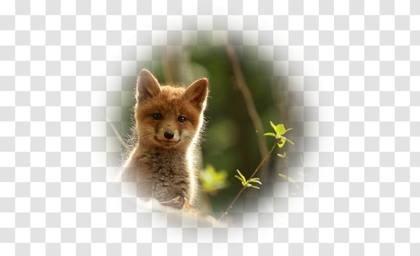 Red Fox Kit Wildlife Animal - Snout Transparent PNG