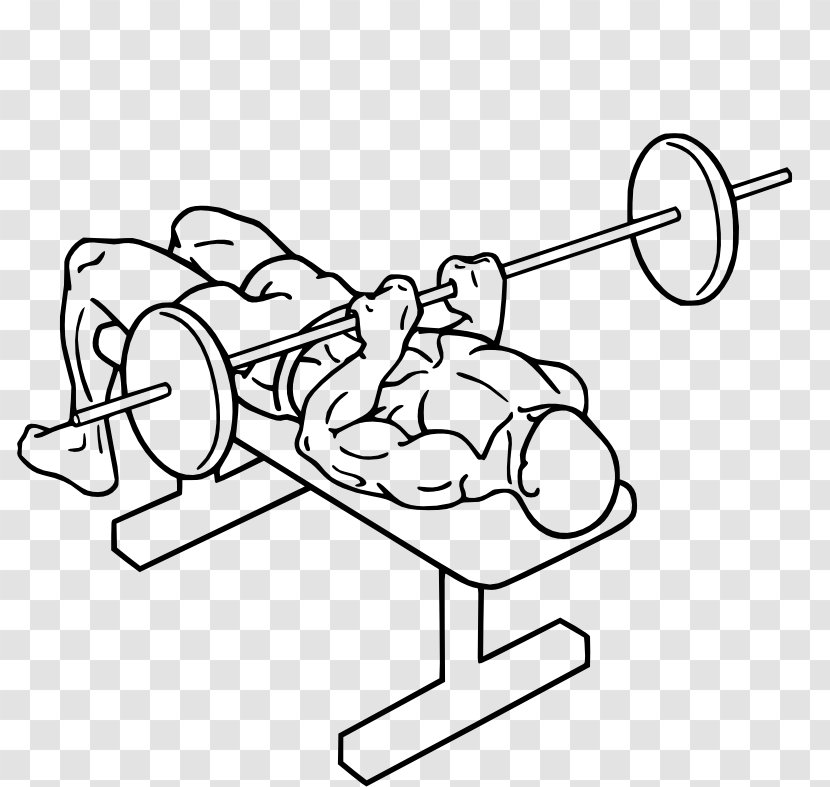 Bench Press Triceps Brachii Muscle Barbell Exercise - Tree Transparent PNG