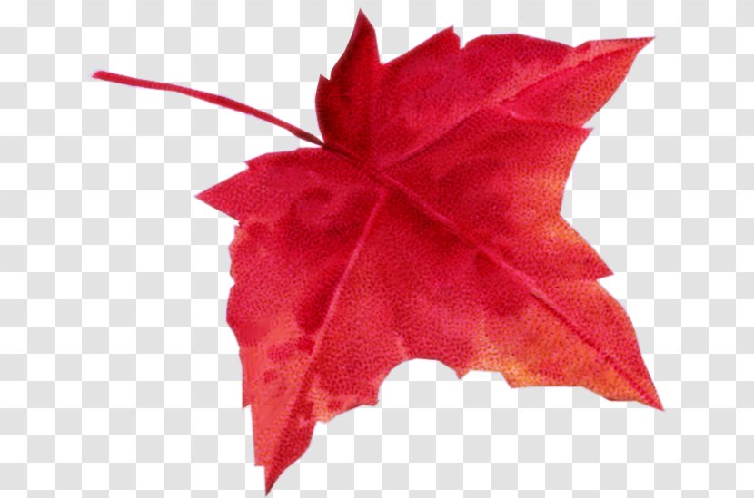 Maple Leaf Autumn Color Transparent PNG