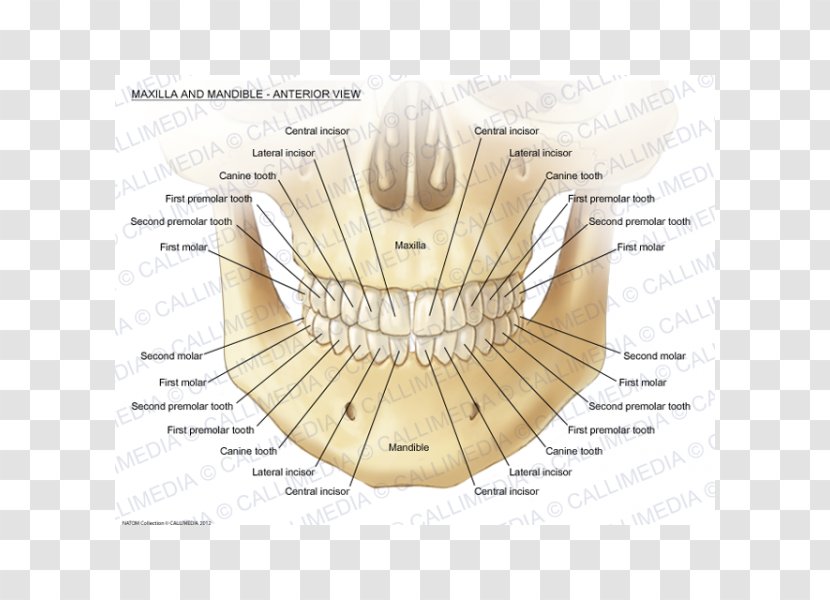 Maxilla Mandible Human Anatomy Mandibular Nerve - Flower - First Tooth Transparent PNG