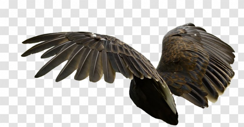 DeviantArt Bird Of Prey - Deviantart - Vultures Transparent PNG