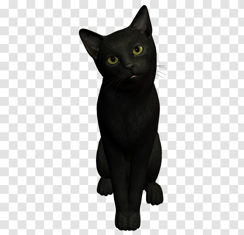 Black Cat Bombay Korat Chartreux Malayan - Domestic Short Haired - Witch Transparent PNG
