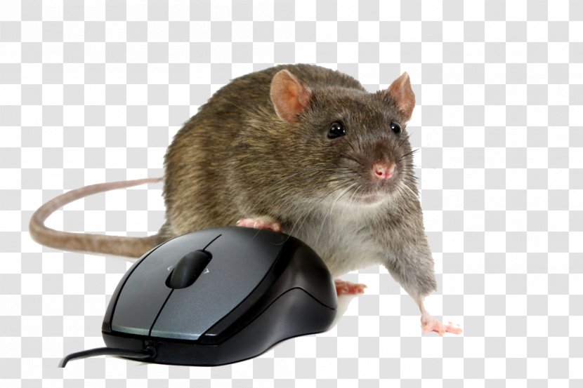 Computer Mouse Rat Remote Access Trojan Stock Photography - And High-definition Buckle Material Transparent PNG