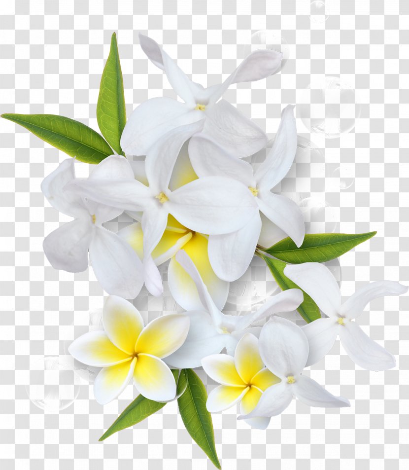 Flower Clip Art - Cut Flowers - White Peach Transparent PNG