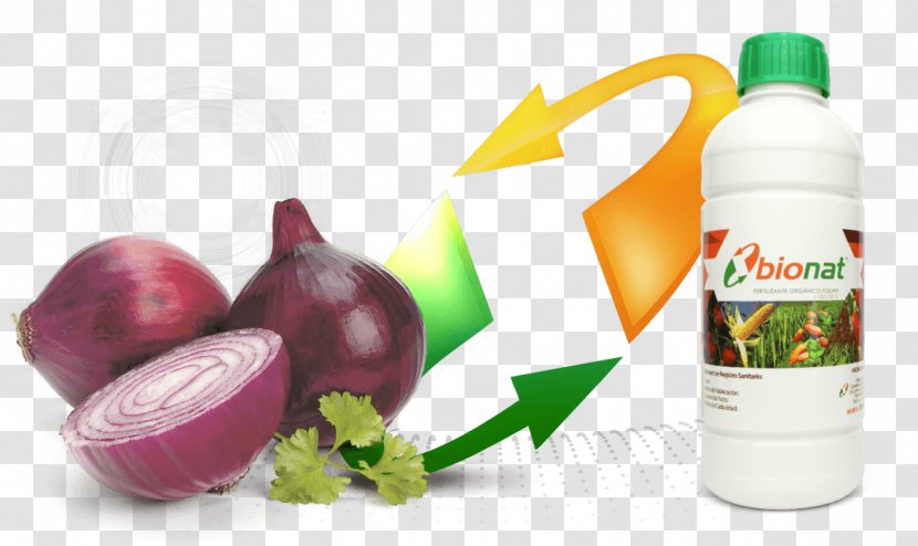 Red Onion Food Flavor Qualita Srls - Superfood Transparent PNG
