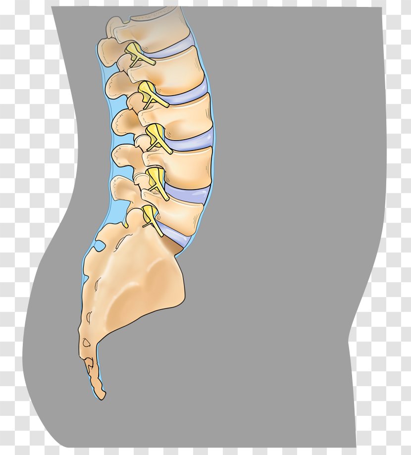 Anterior Cervical Discectomy And Fusion Spinal Minimally Invasive Spine Surgery - Silhouette - Mayfield Center Transparent PNG