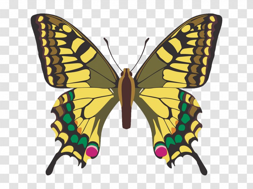 Butterfly Insect Clip Art - Monarch Transparent PNG