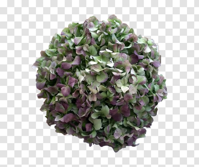 Hydrangea Cut Flowers Lilac Blue - Wedding Transparent PNG