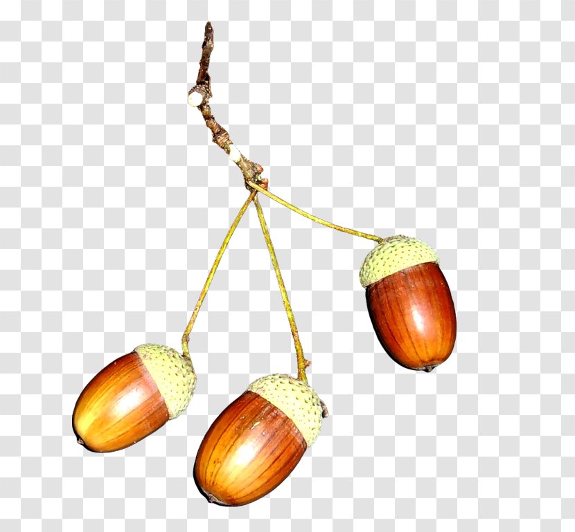 Acorn Nut - Ingredient Transparent PNG