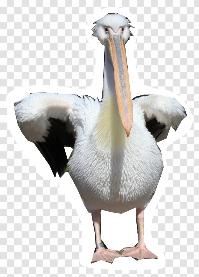 Pelican - Neck - Bear Transparent PNG