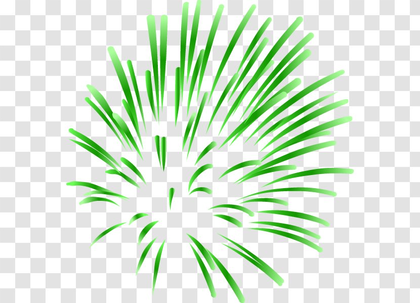 Fireworks - Plant - Cool Transparent PNG