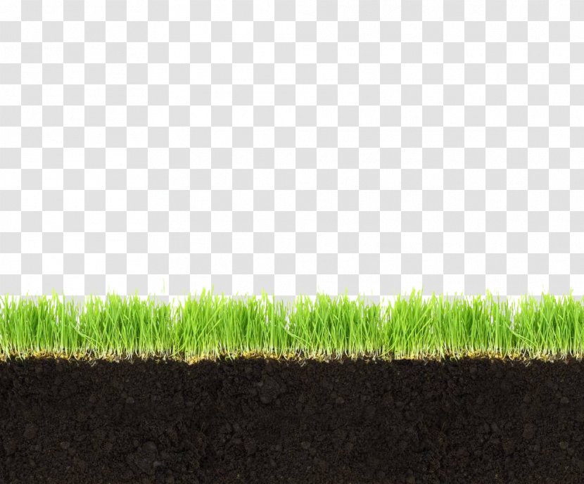 Soil Horizon Meadow Grass - Gratis - Grassland Profile Transparent PNG