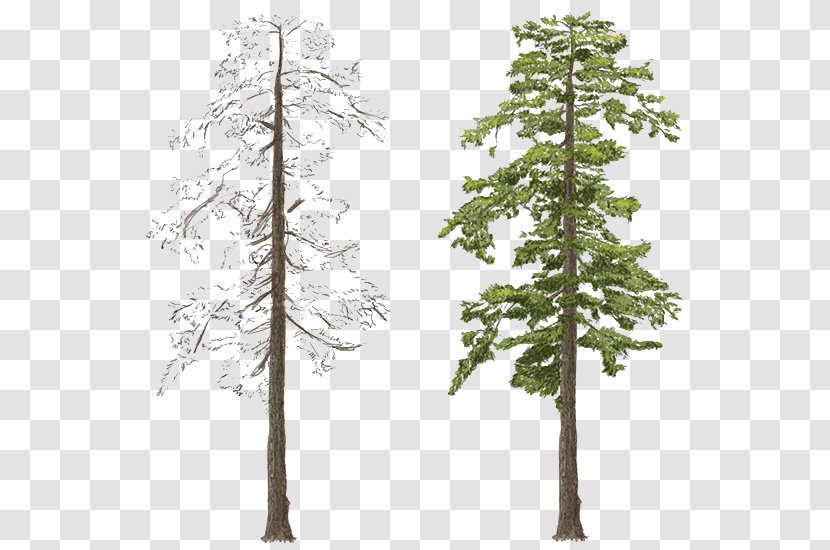Red Pine Larch Blue Spruce Conifers - Tree Transparent PNG