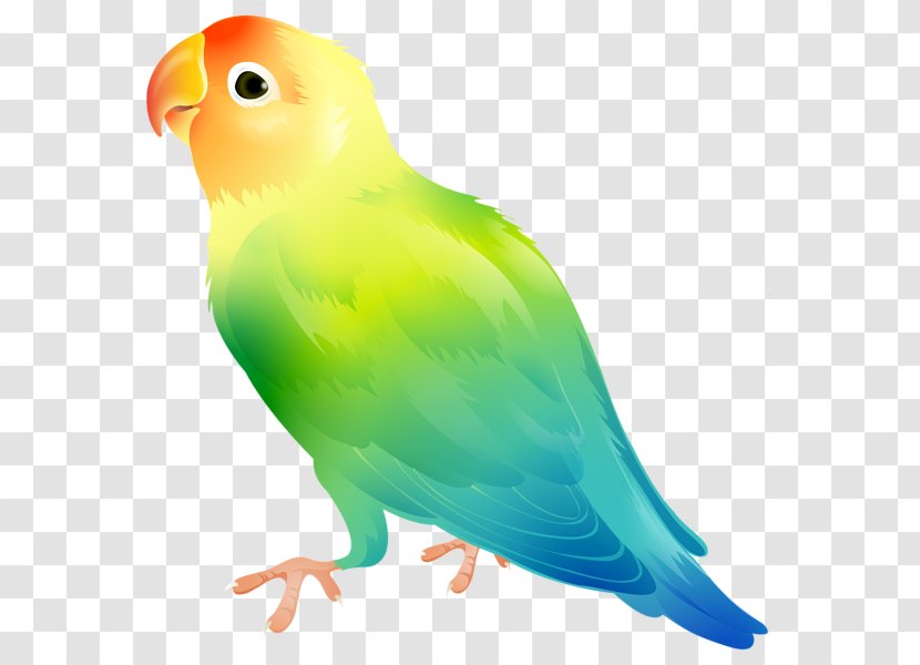 Parrot Domestic Canary Yellow-collared Lovebird Clip Art - Vertebrate Transparent PNG
