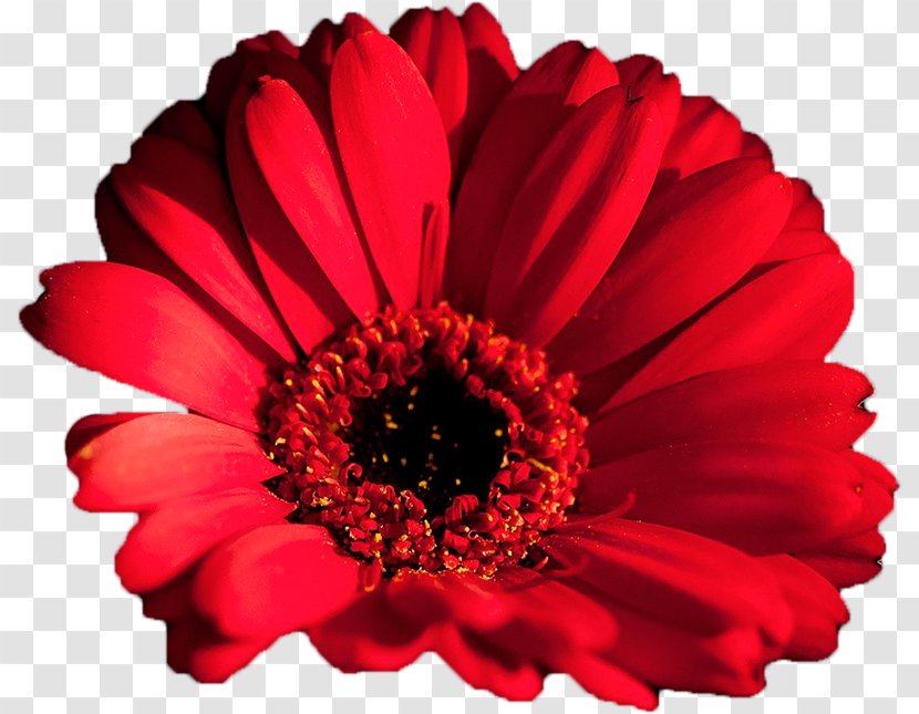 Transvaal Daisy Desktop Wallpaper Metaphor Cut Flowers - Chrysanths - Flower Transparent PNG