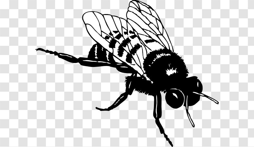 European Dark Bee Black And White Bumblebee Clip Art - Fly - Silhouette Cliparts Transparent PNG