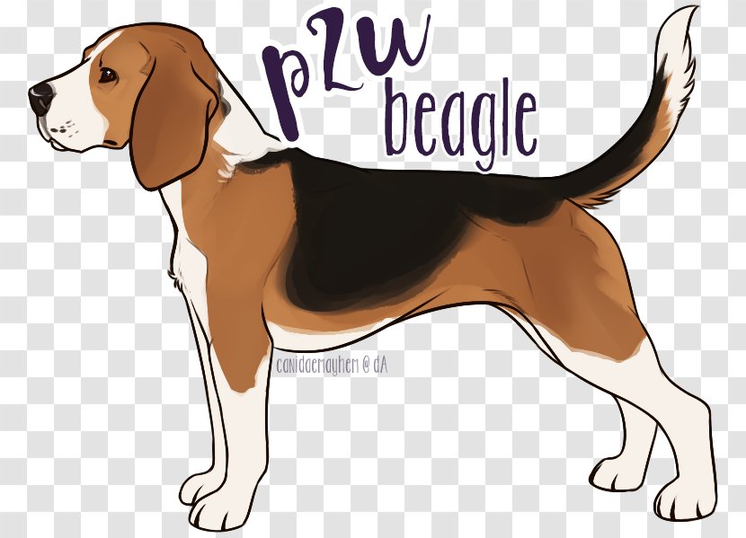 Treeing Walker Coonhound Beagle English Foxhound Harrier American - Hamilton Hound - Basset Puppies Transparent PNG