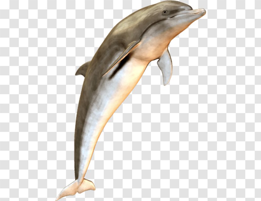 Dolphin Clip Art Image Psd - Cetacea Transparent PNG