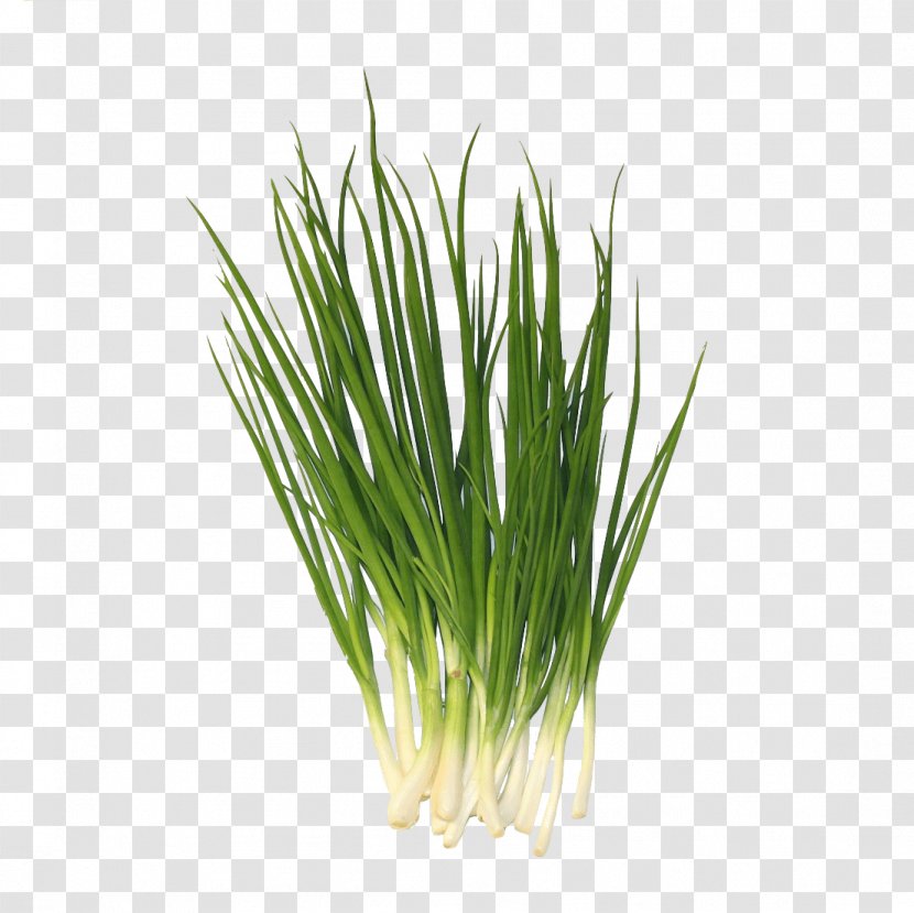 Allium Fistulosum Garlic Chives Sweet Grass Leek - Spring Onion Transparent PNG