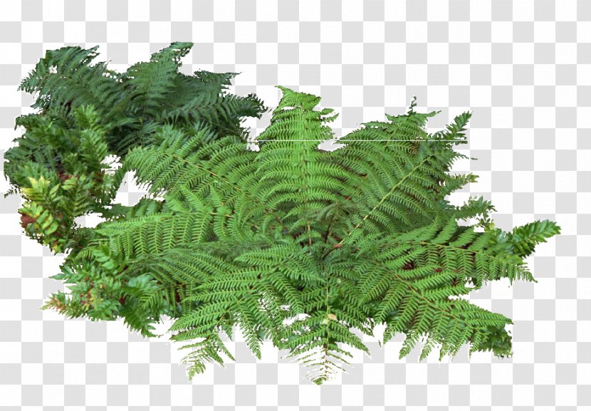 Adiantum Capillus-veneris Fern Shrub Plant - Landscape - Trees And Bushes Transparent PNG