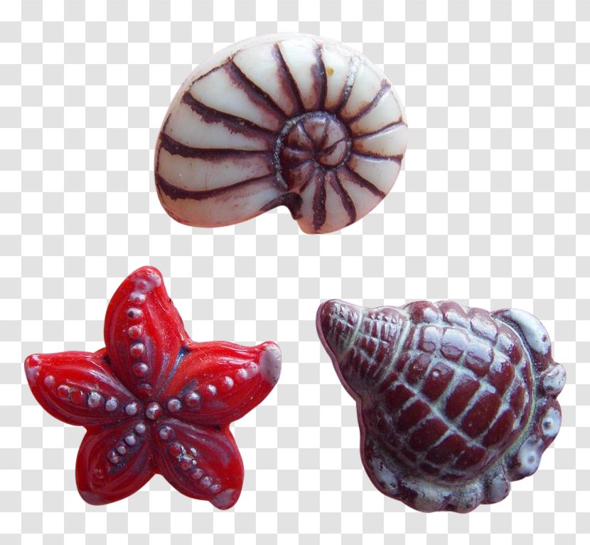 Nautiluses Conchology Seashell Jewellery Transparent PNG