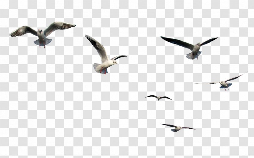 Gulls Bird Flight Clip Art - Beak - Flying Birds Transparent PNG