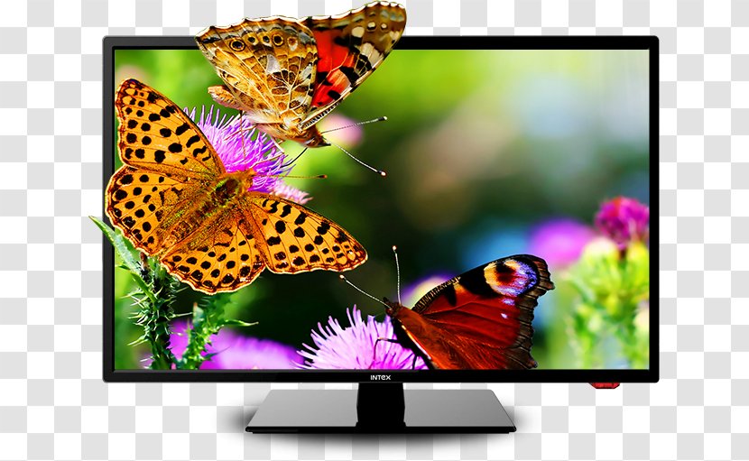 LED-backlit LCD High-definition Television Desktop Wallpaper 4K Resolution - Pollinator - Led Tv Transparent PNG