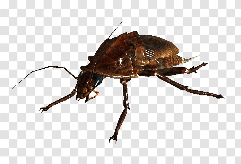 Fallout: New Vegas Fallout 4 3 Tactics: Brotherhood Of Steel Wiki - Concept Art - Cockroach. Transparent PNG