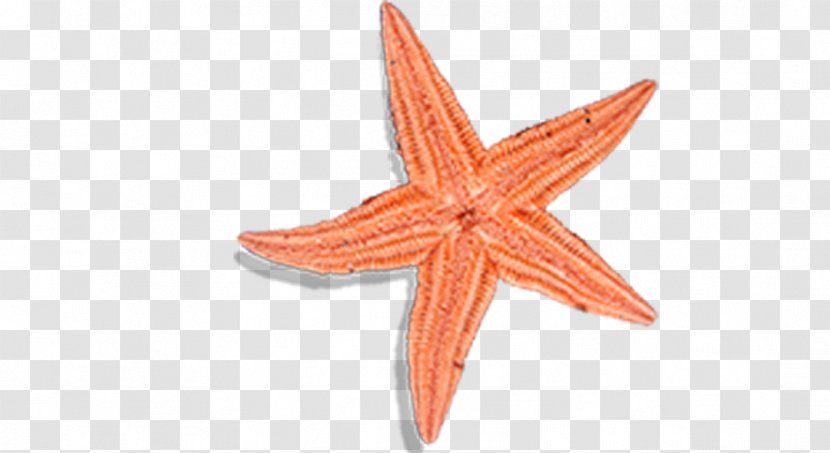 Patrick Star Starfish Transparent PNG