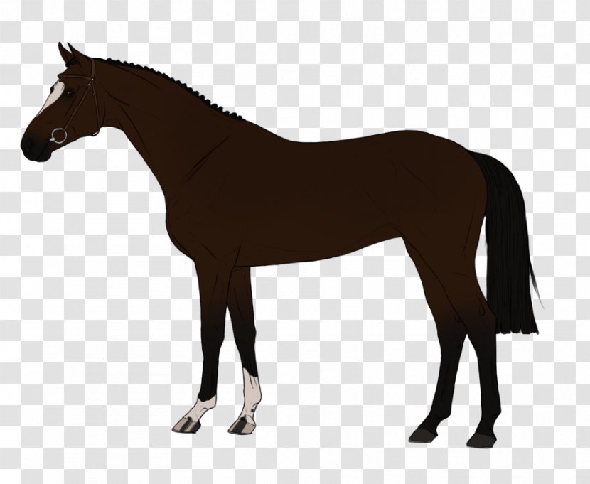 Thoroughbred Friesian Horse Stallion Black Training - Mane - Anpvs7 Transparent PNG