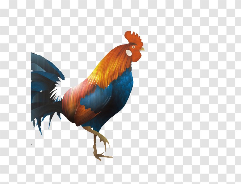 Dorking Chicken Broiler Rooster Chinese New Year - Big Cock Color Transparent PNG