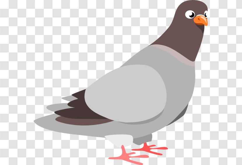 Homing Pigeon Columbidae Rock Dove Clip Art - Beak - Gold Borders Transparent PNG