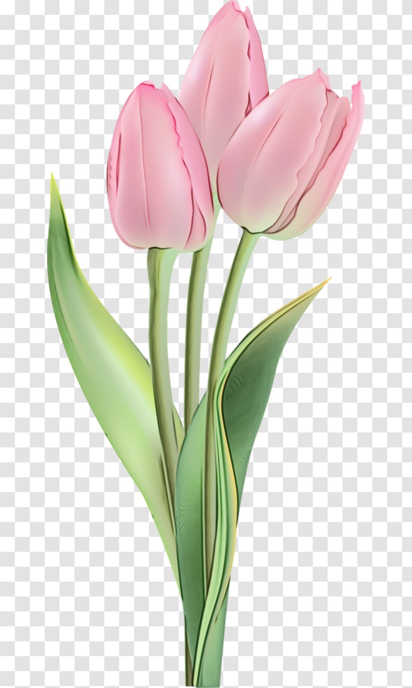 Watercolor Pink Flowers - Plant - Perennial Artificial Flower Transparent PNG