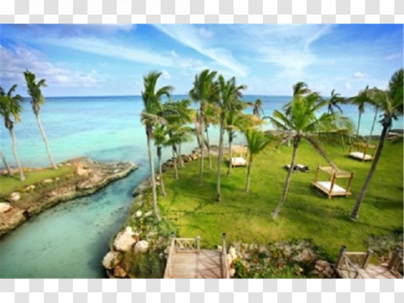Resort Vacation Property Arecaceae Tourism - Leisure - Punta Cana Transparent PNG